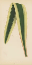 Yucca Aloifolia Variegata